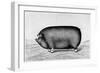 American Pig, 1890-null-Framed Giclee Print