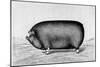 American Pig, 1890-null-Mounted Giclee Print