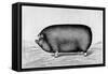 American Pig, 1890-null-Framed Stretched Canvas