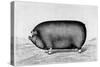 American Pig, 1890-null-Stretched Canvas