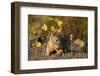 American pika (Ochotona princeps) among yellow wildflowers, San Juan National Forest, Colorado, Uni-James Hager-Framed Photographic Print