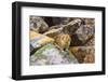 American Pika (Ochotona princeps), Jasper National Park, Alberta, Canada-Russ Bishop-Framed Photographic Print