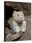 American Pika (Ochotona Princeps), Peter Lougheed Provincial Park, Kananaskis Country, Alberta, Can-James Hager-Stretched Canvas