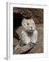 American Pika (Ochotona Princeps), Peter Lougheed Provincial Park, Kananaskis Country, Alberta, Can-James Hager-Framed Photographic Print