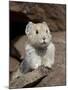 American Pika (Ochotona Princeps), Peter Lougheed Provincial Park, Kananaskis Country, Alberta, Can-James Hager-Mounted Photographic Print