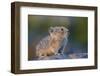 American pika (Ochotona princeps), San Juan National Forest, Colorado, United States of America, No-James Hager-Framed Photographic Print