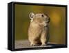 American Pika (Ochotona princeps), San Juan National Forest, Colorado, USA, North America-James Hager-Framed Stretched Canvas