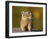 American Pika (Ochotona princeps), San Juan National Forest, Colorado, USA, North America-James Hager-Framed Photographic Print