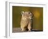 American Pika (Ochotona princeps), San Juan National Forest, Colorado, USA, North America-James Hager-Framed Photographic Print