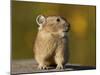 American Pika (Ochotona princeps), San Juan National Forest, Colorado, USA, North America-James Hager-Mounted Photographic Print