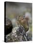 American Pika (Ochotona Princeps), Uncompahgre National Forest, Colorado, Usa-James Hager-Stretched Canvas