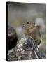 American Pika (Ochotona Princeps), Uncompahgre National Forest, Colorado, Usa-James Hager-Stretched Canvas