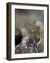 American Pika (Ochotona Princeps), Uncompahgre National Forest, Colorado, Usa-James Hager-Framed Photographic Print