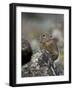 American Pika (Ochotona Princeps), Uncompahgre National Forest, Colorado, Usa-James Hager-Framed Photographic Print