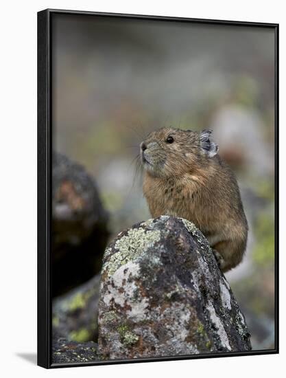 American Pika (Ochotona Princeps), Uncompahgre National Forest, Colorado, Usa-James Hager-Framed Photographic Print