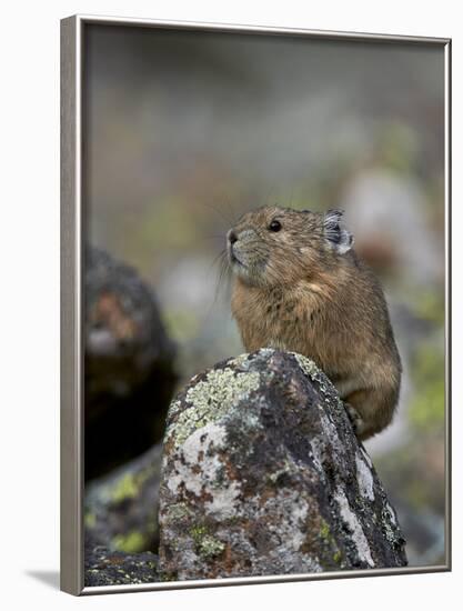 American Pika (Ochotona Princeps), Uncompahgre National Forest, Colorado, Usa-James Hager-Framed Photographic Print
