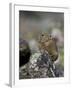 American Pika (Ochotona Princeps), Uncompahgre National Forest, Colorado, Usa-James Hager-Framed Photographic Print