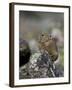 American Pika (Ochotona Princeps), Uncompahgre National Forest, Colorado, Usa-James Hager-Framed Photographic Print