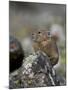 American Pika (Ochotona Princeps), Uncompahgre National Forest, Colorado, Usa-James Hager-Mounted Photographic Print