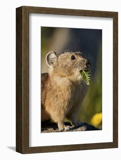 American pika (Ochotona princeps) with food in its mouth, San Juan National Forest, Colorado, Unite-James Hager-Framed Photographic Print