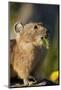 American pika (Ochotona princeps) with food in its mouth, San Juan National Forest, Colorado, Unite-James Hager-Mounted Photographic Print