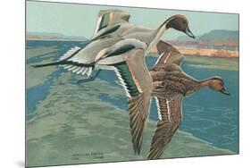 American Pintail Ducks-null-Mounted Art Print