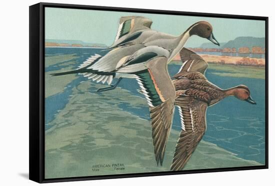 American Pintail Ducks-null-Framed Stretched Canvas