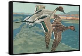 American Pintail Ducks-null-Framed Stretched Canvas