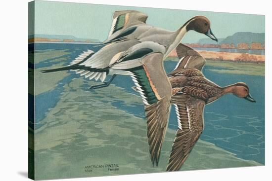 American Pintail Ducks-null-Stretched Canvas