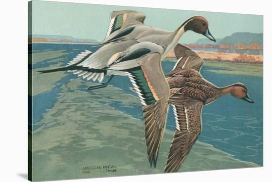 American Pintail Ducks-null-Stretched Canvas