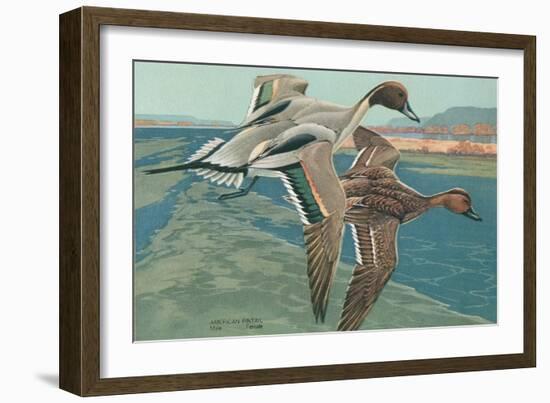 American Pintail Ducks-null-Framed Art Print