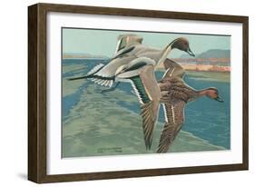 American Pintail Ducks-null-Framed Art Print