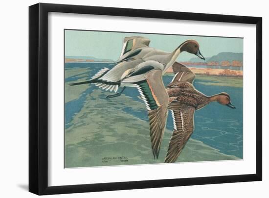 American Pintail Ducks-null-Framed Art Print