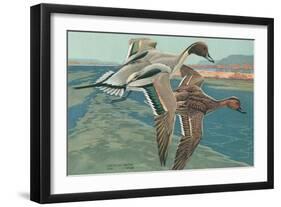 American Pintail Ducks-null-Framed Art Print