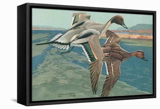 American Pintail Ducks-null-Framed Stretched Canvas