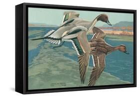 American Pintail Ducks-null-Framed Stretched Canvas