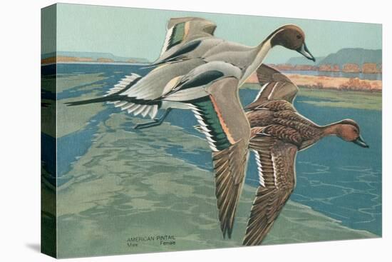 American Pintail Ducks-null-Stretched Canvas