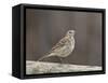 American Pipit (Anthus Rubescens Rubescens), San Jacinto Wildlife Area, California, USA-null-Framed Stretched Canvas