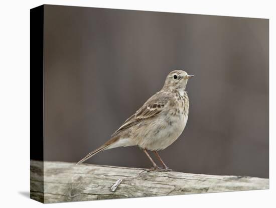 American Pipit (Anthus Rubescens Rubescens), San Jacinto Wildlife Area, California, USA-null-Stretched Canvas