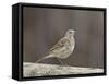 American Pipit (Anthus Rubescens Rubescens), San Jacinto Wildlife Area, California, USA-null-Framed Stretched Canvas