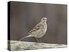 American Pipit (Anthus Rubescens Rubescens), San Jacinto Wildlife Area, California, USA-null-Stretched Canvas