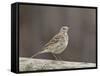 American Pipit (Anthus Rubescens Rubescens), San Jacinto Wildlife Area, California, USA-null-Framed Stretched Canvas