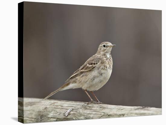 American Pipit (Anthus Rubescens Rubescens), San Jacinto Wildlife Area, California, USA-null-Stretched Canvas