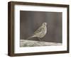 American Pipit (Anthus Rubescens Rubescens), San Jacinto Wildlife Area, California, USA-null-Framed Photographic Print