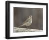 American Pipit (Anthus Rubescens Rubescens), San Jacinto Wildlife Area, California, USA-null-Framed Photographic Print