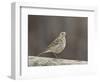 American Pipit (Anthus Rubescens Rubescens), San Jacinto Wildlife Area, California, USA-null-Framed Photographic Print