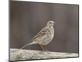 American Pipit (Anthus Rubescens Rubescens), San Jacinto Wildlife Area, California, USA-null-Mounted Photographic Print