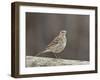 American Pipit (Anthus Rubescens Rubescens), San Jacinto Wildlife Area, California, USA-null-Framed Photographic Print