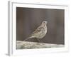 American Pipit (Anthus Rubescens Rubescens), San Jacinto Wildlife Area, California, USA-null-Framed Photographic Print