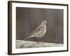 American Pipit (Anthus Rubescens Rubescens), San Jacinto Wildlife Area, California, USA-null-Framed Photographic Print